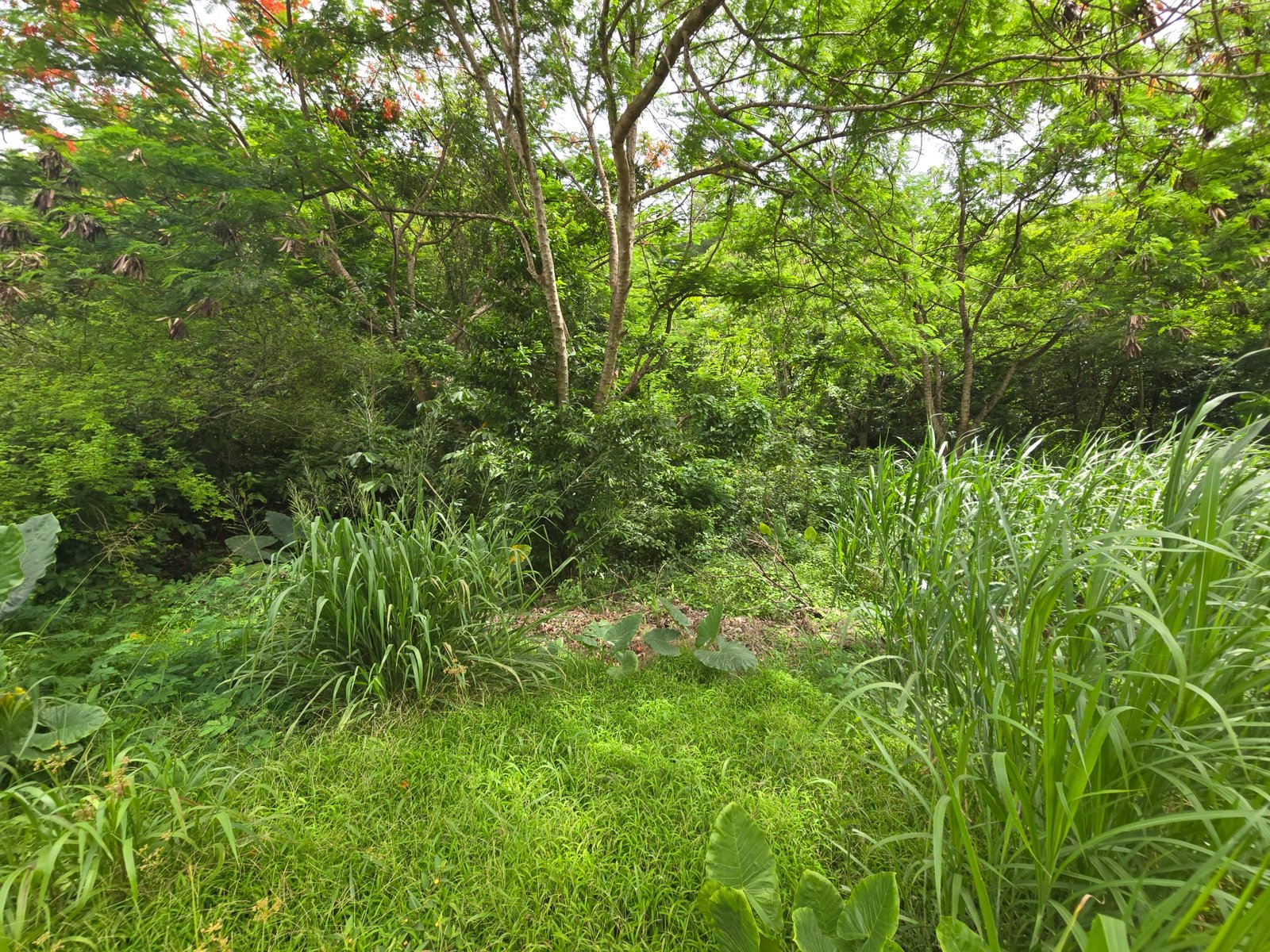 Soufriere Land for Sale
